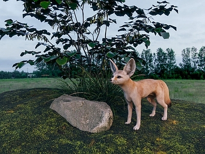狐狸 耳廓狐