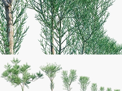 绿玉树 绿珊瑚树