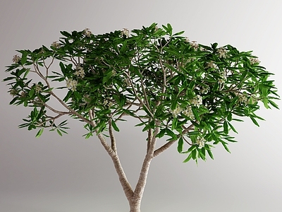 鸡蛋花树