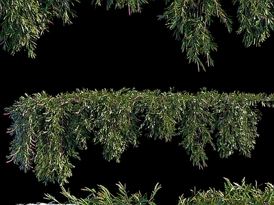 植物墙藤蔓爬藤绿植组合 垂直绿化组合