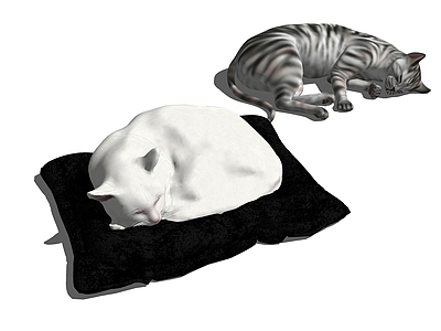 猫咪 睡觉的喵咪