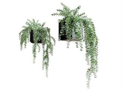 藤本 植物绿植 吊篮 多叶植物