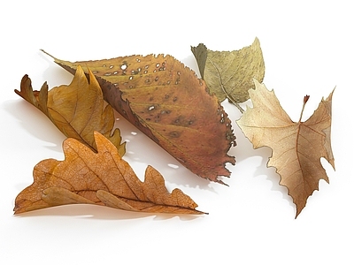 树叶 叶子 枫叶 枯叶