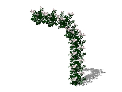 藤蔓植物 藤本月季玫瑰