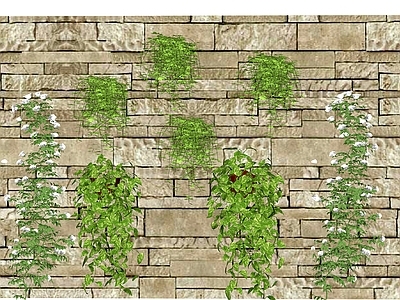 吊垂藤蔓 攀爬植物 绿植墙