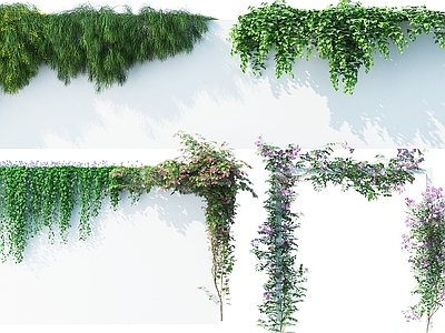 藤曼藤本 爬藤 绿植墙 爬山虎 藤蔓墙 灌木 花草 花架 绿篱 花草花卉