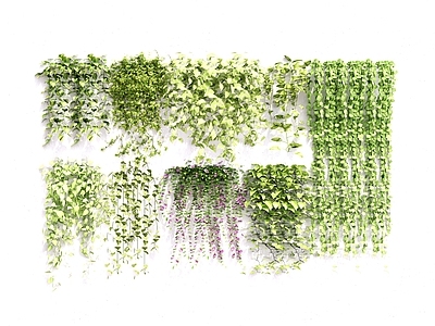 藤曼植物 藤本植物 藤曼组合