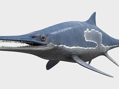 鱼 海洋生物