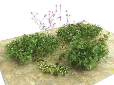 花草组合 杂草 草丛 室外植物 灌木 花草