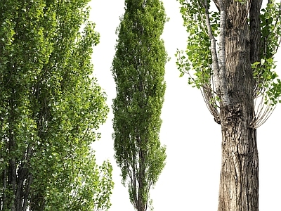 乔木 白杨树 杨树
