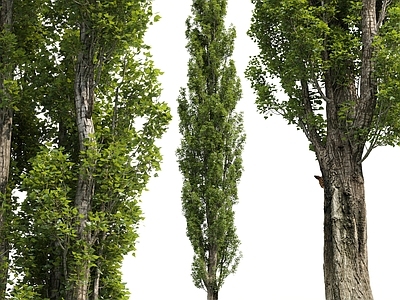 乔木 白杨树 杨树