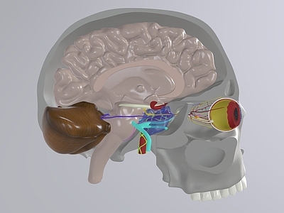 大脑 头部结构 大脑结构 脑干 脑仁 脑子 脑神经 额叶 颞叶 枕叶头骨