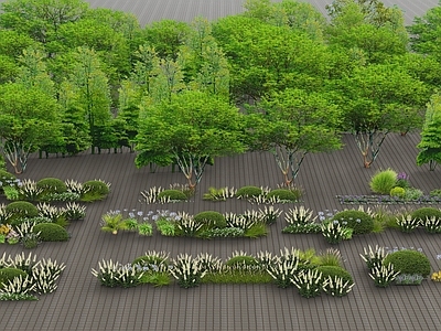 2D植物组合 蕨类植物 蕨类庭院景观小品 盆景 花坛 花境 植物组团