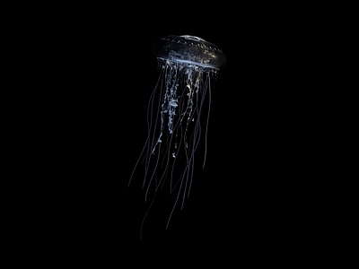 水母 海洋生物 浮游生物 烟花水母 银币水母 花笠水母 海月水母