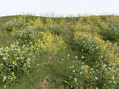 花草组合