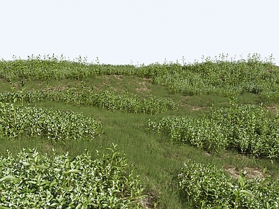 草