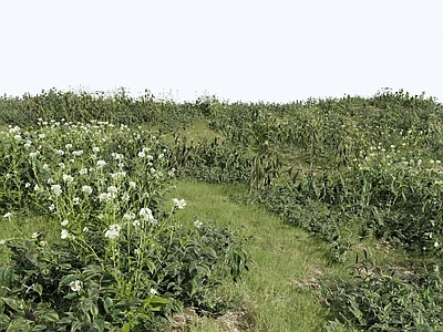 花草组合