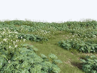 花草组合