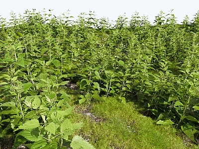 草