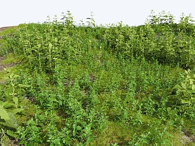 草