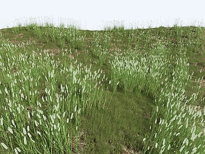 草 狗尾巴草