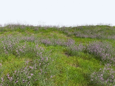 草