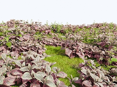 草