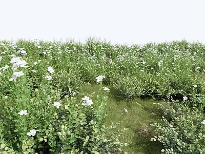 花草组合 灌木丛 草地 草丛