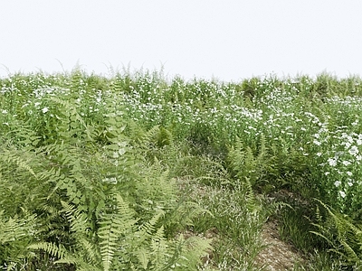 花草组合 灌木丛 草地 草丛