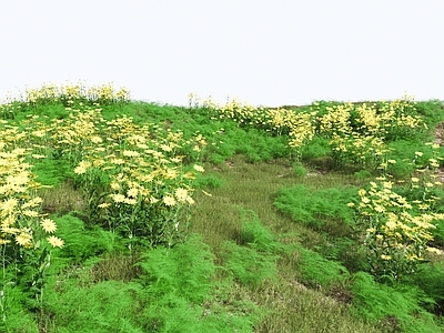 花草组合 灌木丛 草地 草丛