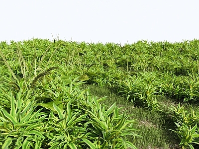 花草组合 灌木丛 草地 草丛
