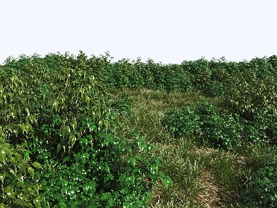 花草组合 灌木丛 草地 草丛