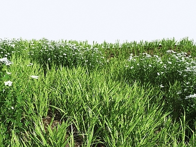 花草组合 灌木丛 草地 草丛