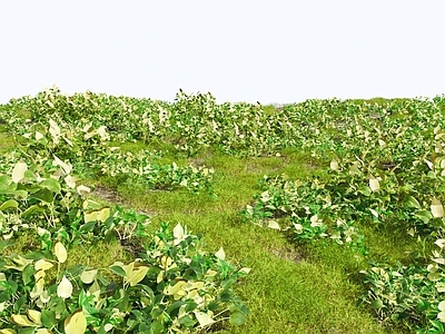 草
