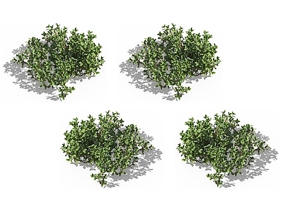 熊果 匍匐植物 熊莓