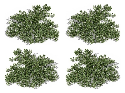 熊果 匍匐植物 熊莓