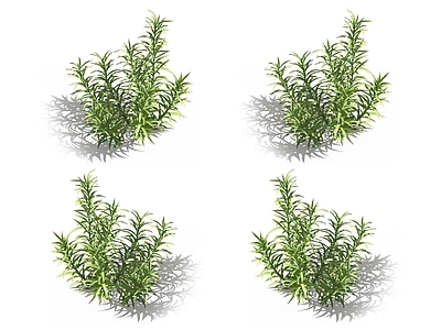 金发藓 苔藓植物 凤尾藓