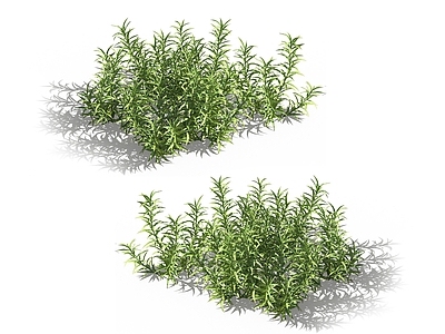金发藓 苔藓植物 凤尾藓