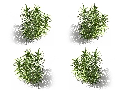 金发藓 苔藓植物 凤尾藓