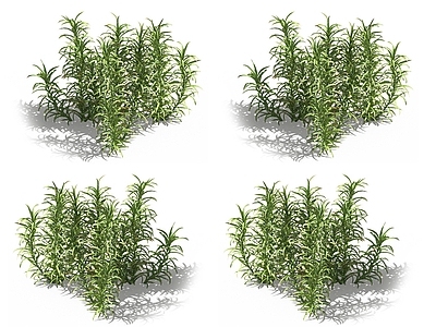 金发藓 苔藓植物 凤尾藓