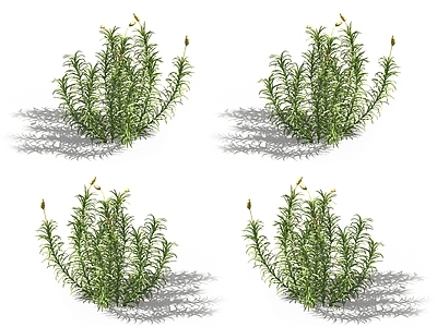 金发藓 苔藓植物 凤尾藓