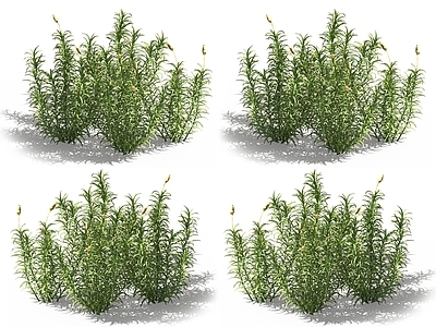 金发藓 苔藓植物 凤尾藓