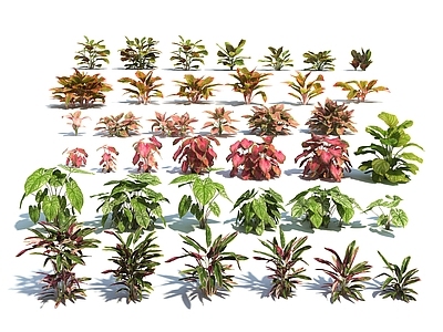花草组合