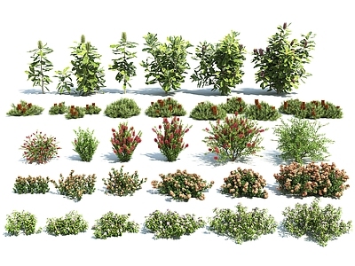 花草组合 花卉灌木组合 热带植物