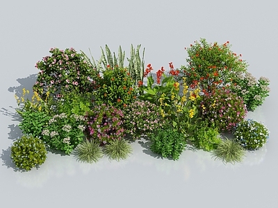 花草组合 花卉