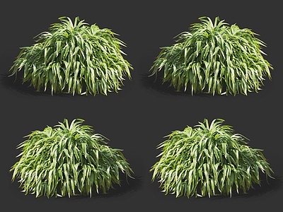 扁竹兰鸢尾 白跌打 野草