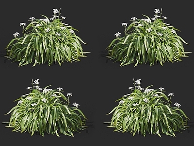 扁竹兰鸢尾 白跌打 野草