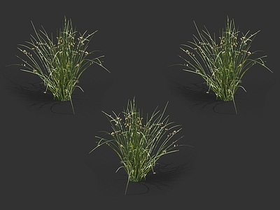 灯心草 水 草 野草
