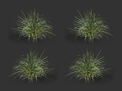 灯心草 水 草 野草