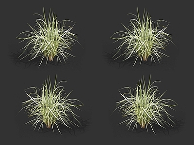 班叶芒 芒草 野草